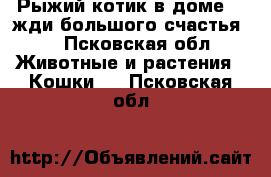 Рыжий котик в доме -  жди большого счастья!  - Псковская обл. Животные и растения » Кошки   . Псковская обл.